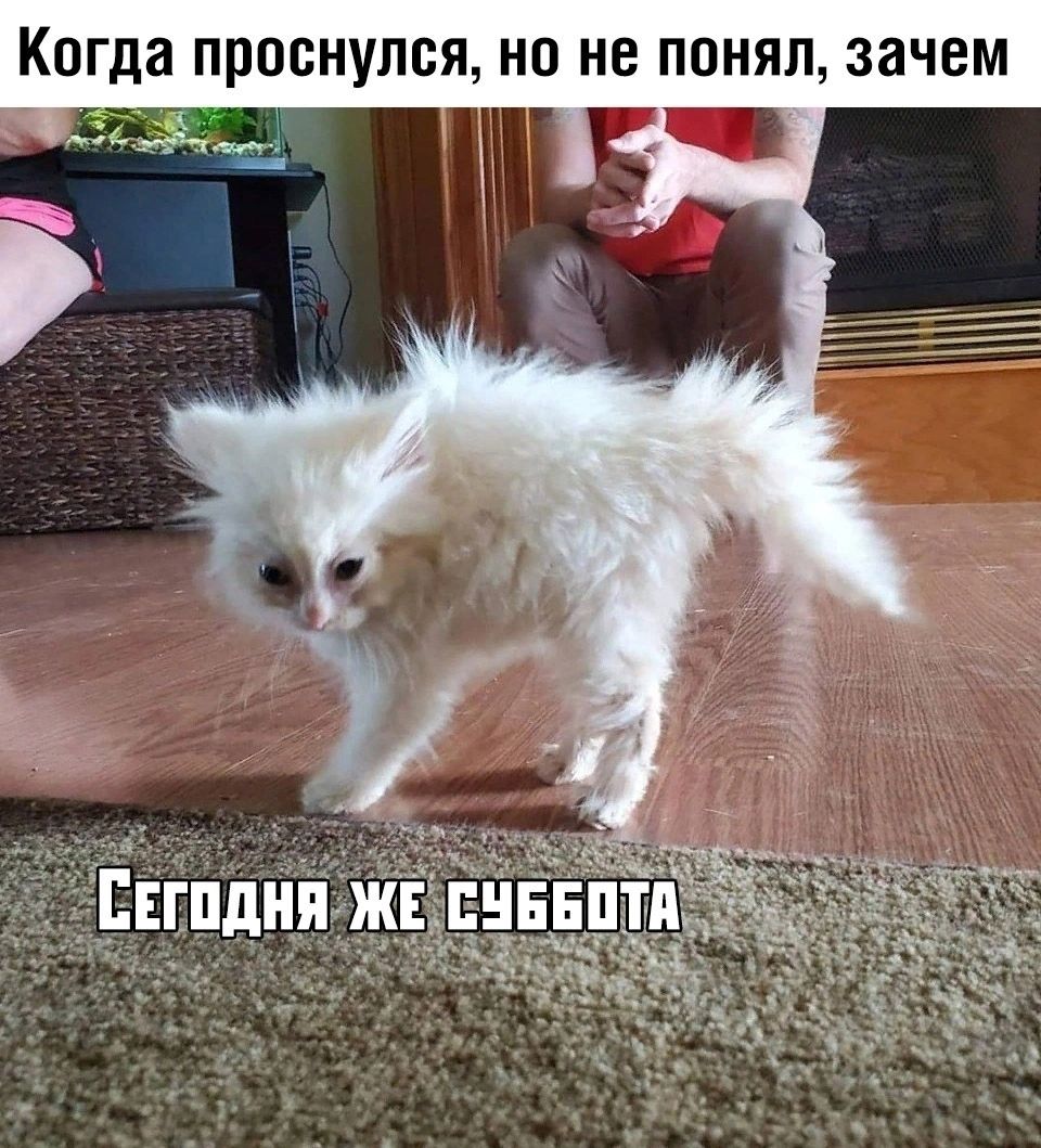 Когда проснулся но не понял зачем