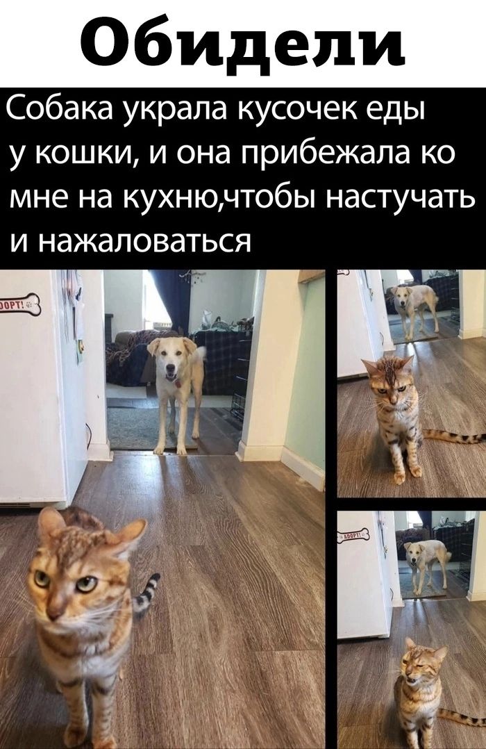 Собака украла кусочек еды у кошки и она прибежала ко мне на КУХНЮЧТ06Ы НдСТУЧдТЬ И НЗЖЭЛОВЭТЬСЯ в ТГ ч