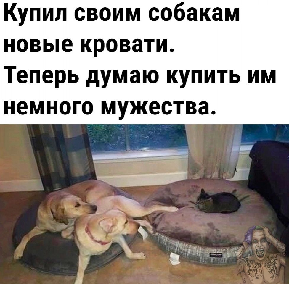 Купил своим собакам новые КРОВЗТИ Теперь думаю купить им НЕМНОГО мужества