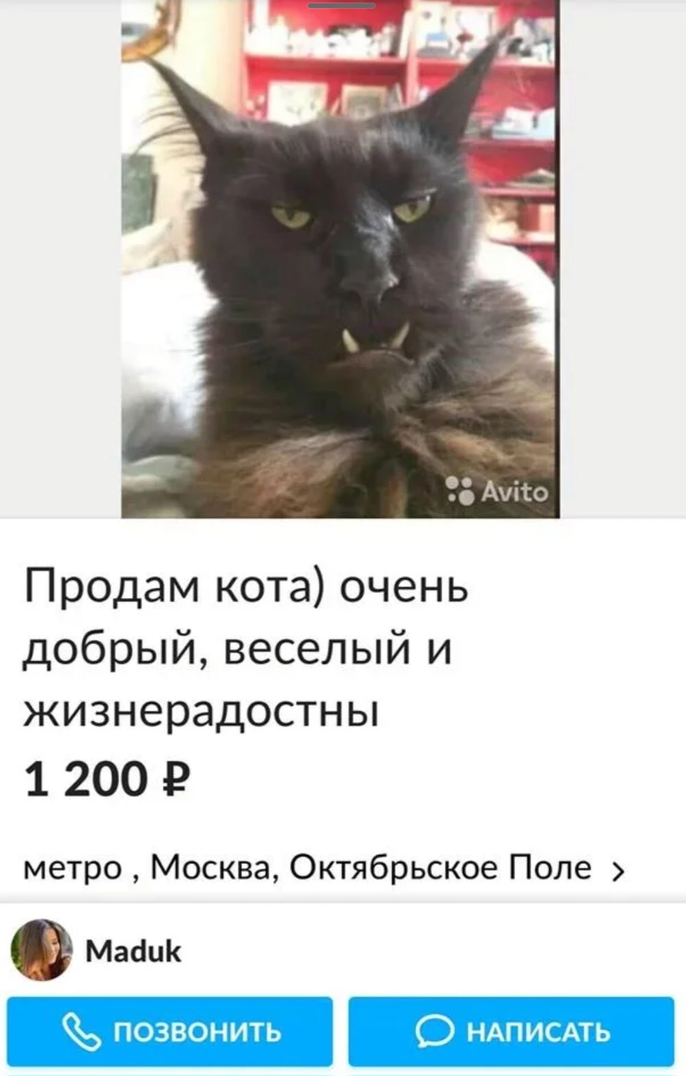 Продам кота очень добрый веселый и жизнерадостны 12005 метро Москва Ок7ябрьское Поле Маацк