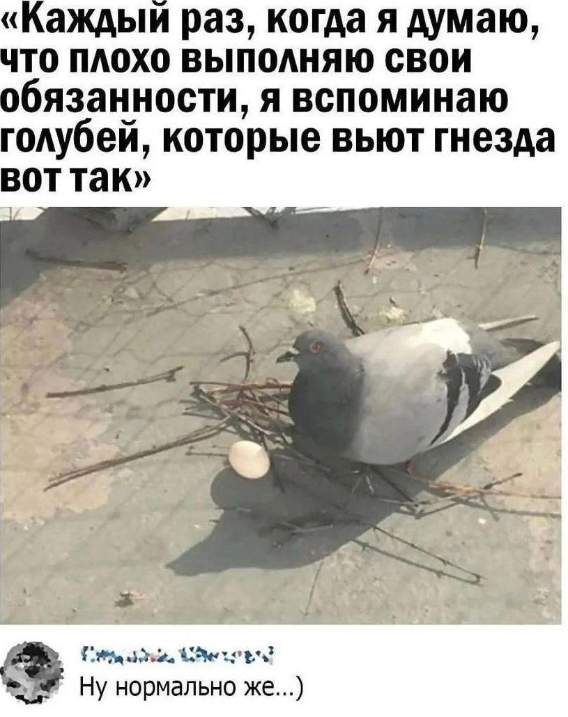 Каждый раз когда я думаю что плохо выполняю свои обязанности я вспоминаю голубей которые вьют гнезда вот так да ими ш Ну нормально же
