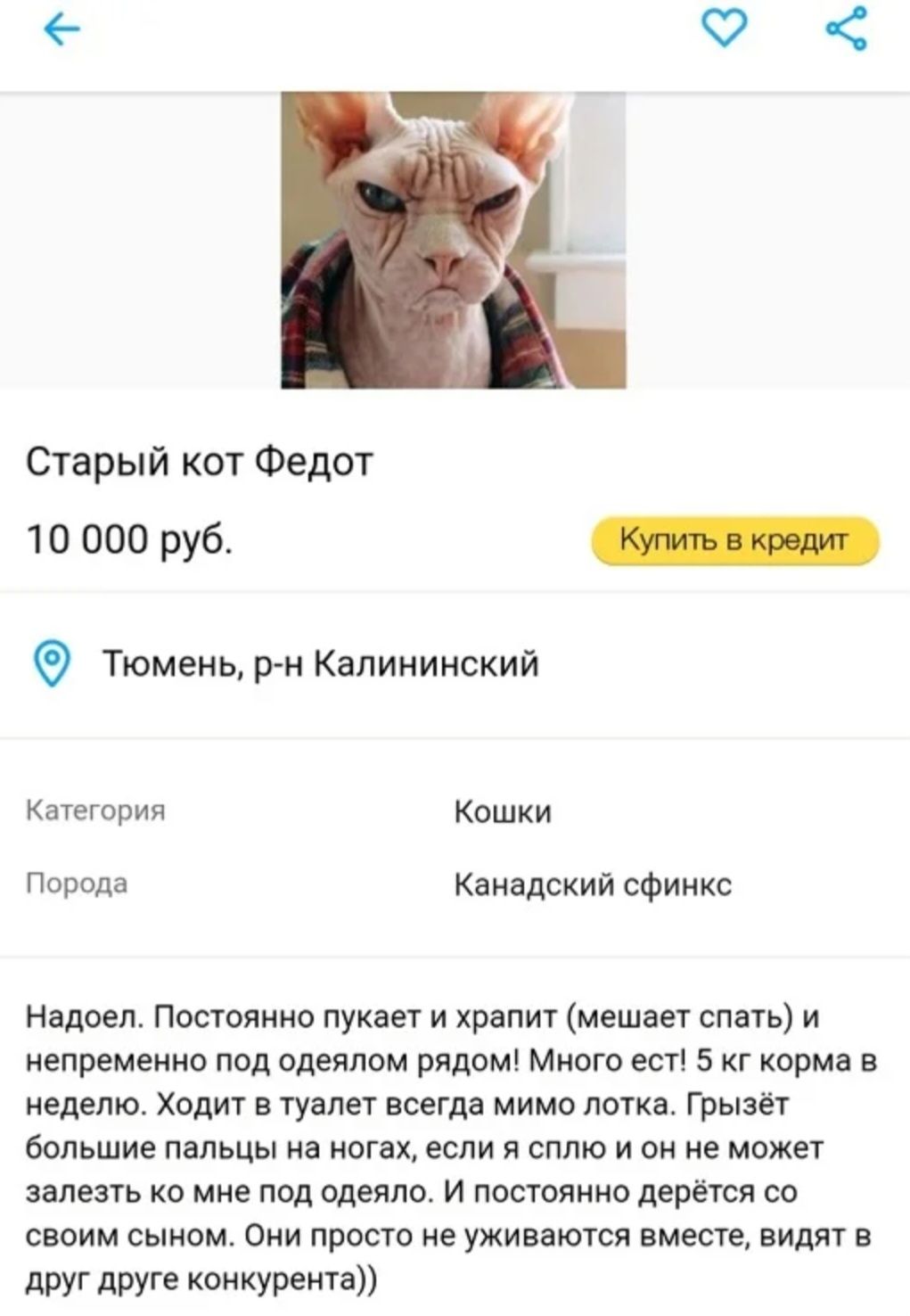 Старый кот Федот то 000 руб _ Тюмень рн Калининский ачегория кошки Порода канадский сфинкс надоел Постоянно пукает и храпит мешает спать и непременно под одеялом рядом много ест 5 кг корма в неделю ходит в тунпет всегда мимо лотка Грызёт Большие пальцы на ногах если я сплю и он не может лишь ко мие под одеяло и постояиио дерется со своим сыном Они просто не уживаются вместе видят и друг друге конк