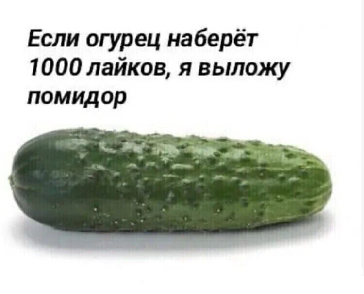 Если огурец наберёт 1000 лайков я выложу помидор