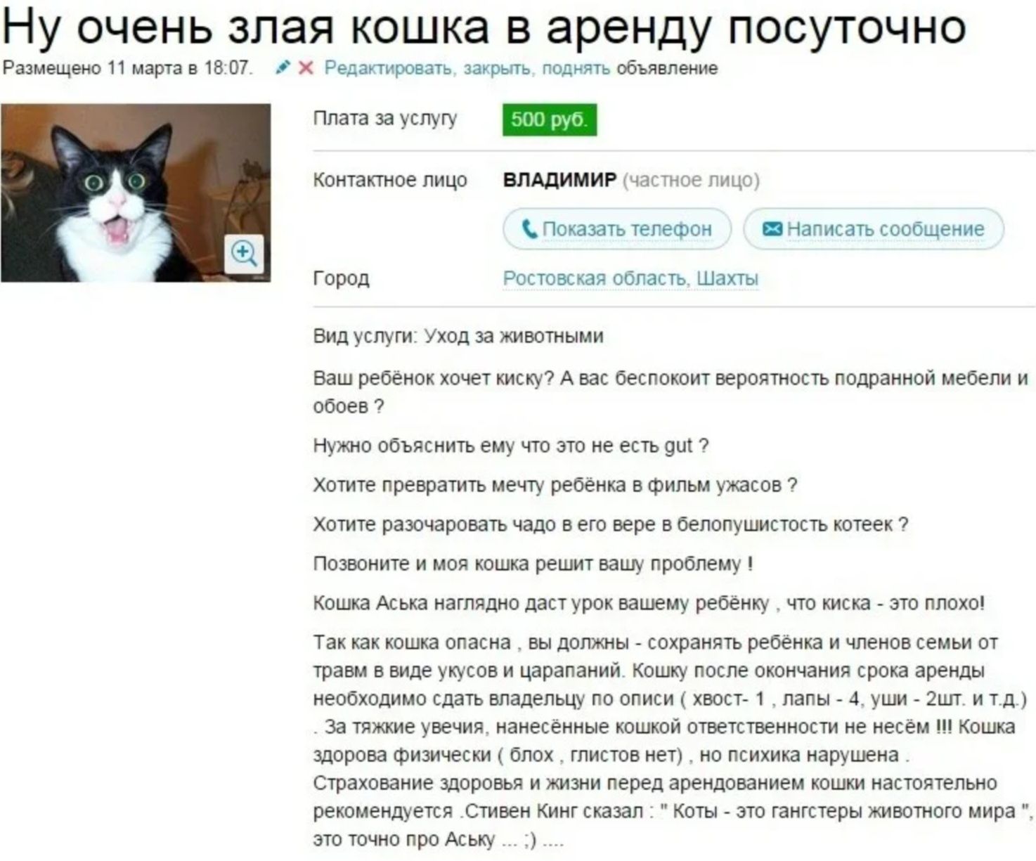 Отдам кошку. Злая кошка в аренду. Прикольные объявления о продаже котов. Продам кота. Смешные объявления о продаже животных.