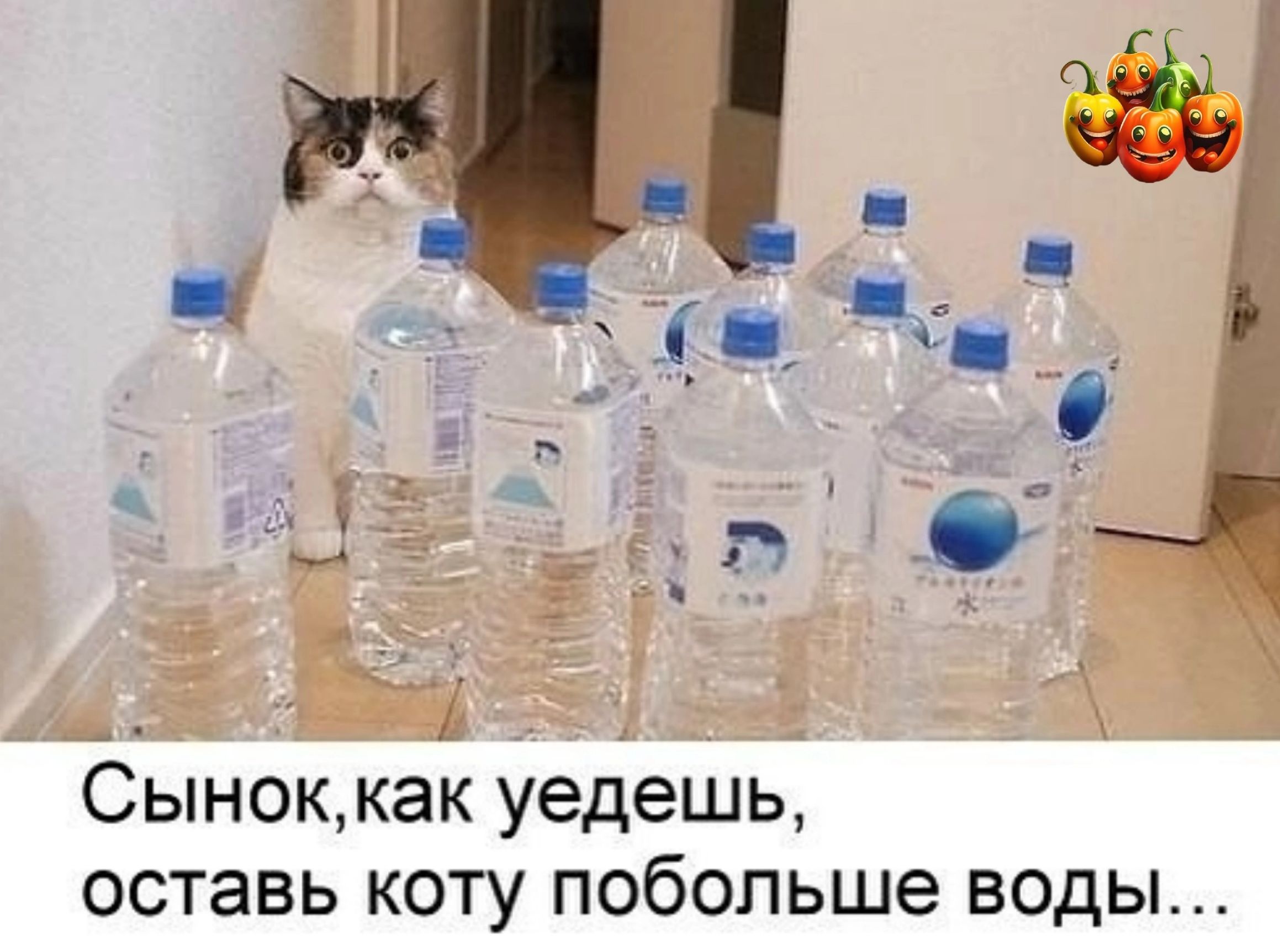 _ Сыноккак уедешь оставь коту побольше воды