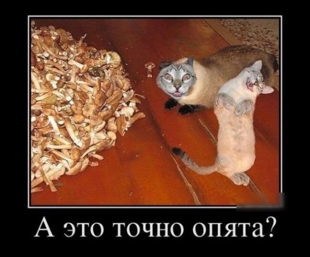 А это точно опята