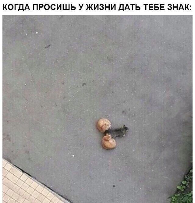 КОГДА ПРОСИШЬ У ЖИЗНИ дАТЬ ТЕБЕ ЗНАК
