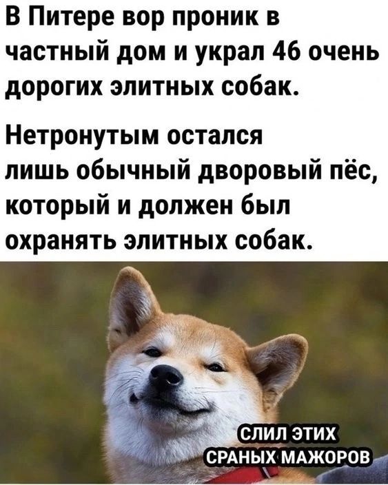 В Питере вор проник в частный дом и украл 46 очень дорогих элитных собак Нетронутым остался лишь обычный дворовый пёс который и должен был охранять элитных собак СПИП ЭТИХ СРАНЫХ МАЖОЕОВ _