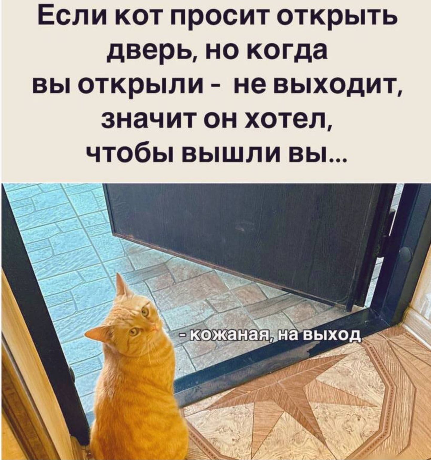 Если кот просит открыть дверь но когда вы открыли не выходит значит он хотел чтобы вышли вы