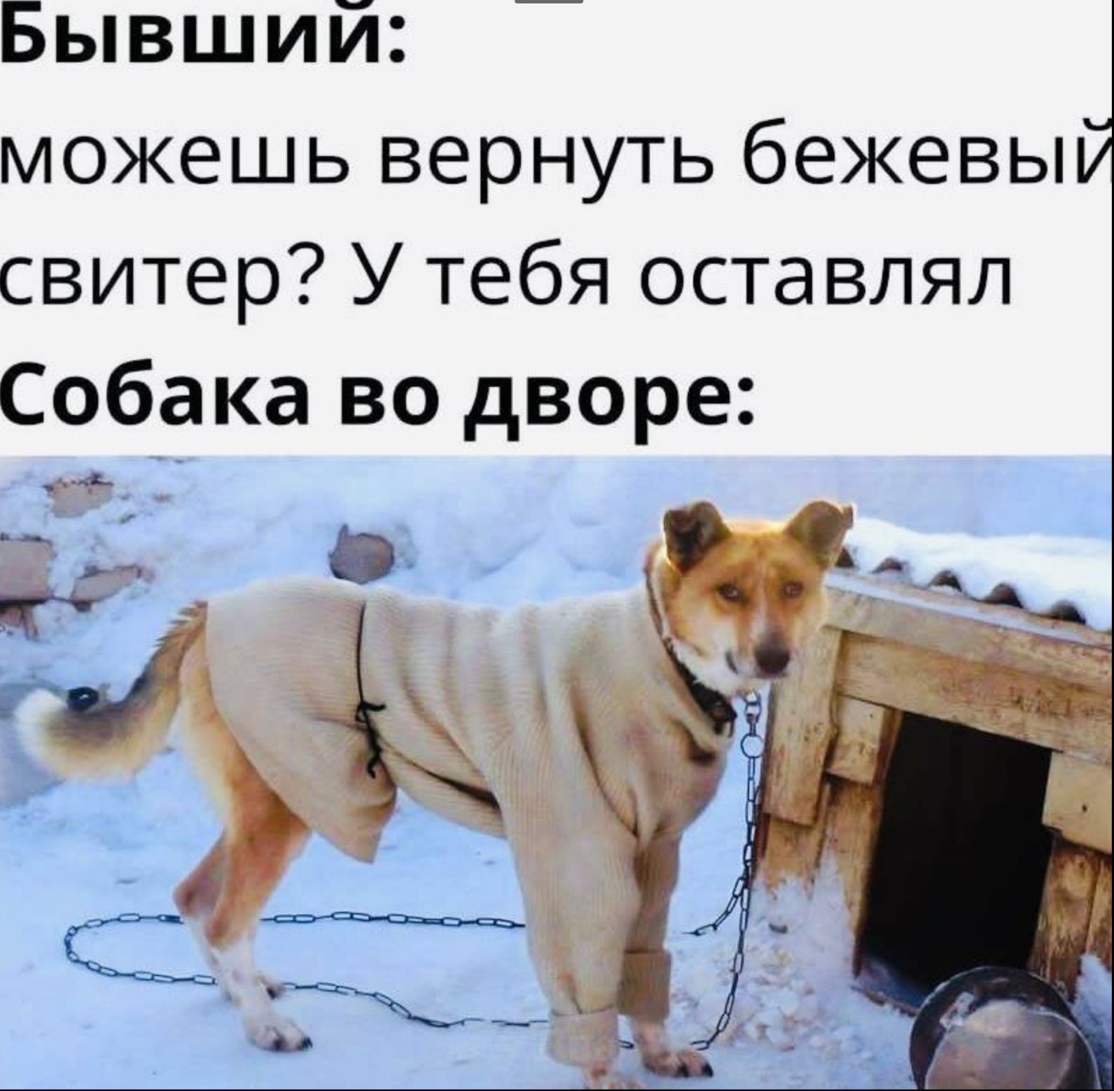 Бывший можешь вернуть бежевы свитер У тебя оставлял Собака во дворе