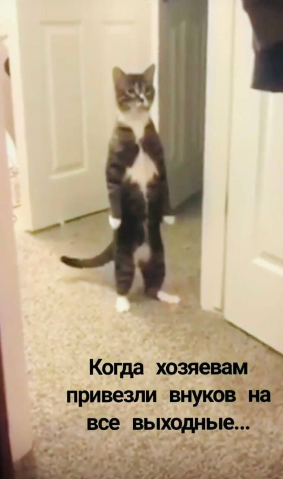 Когда хозяевам привезли внуков все выходные д