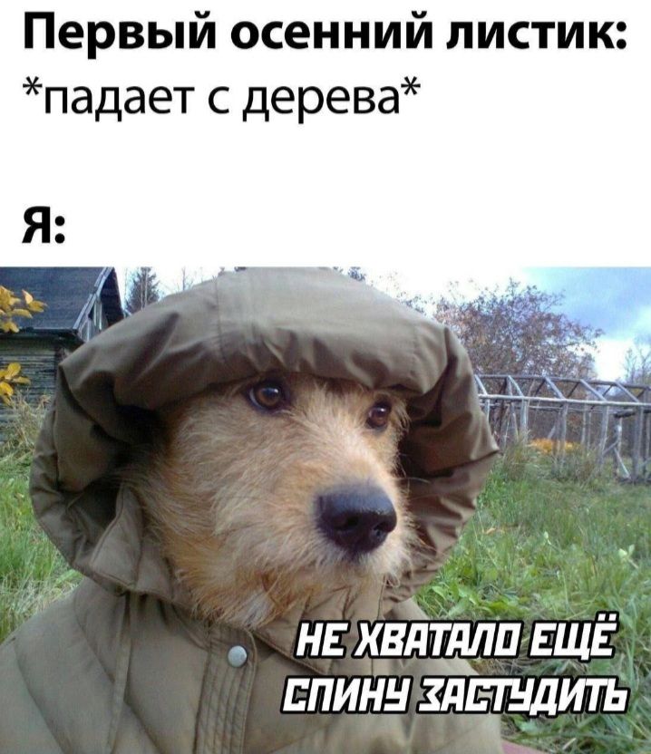 Первый осенний листик падает с дерева НЕ авйдіілп ЕЩЁ спину хддгудит