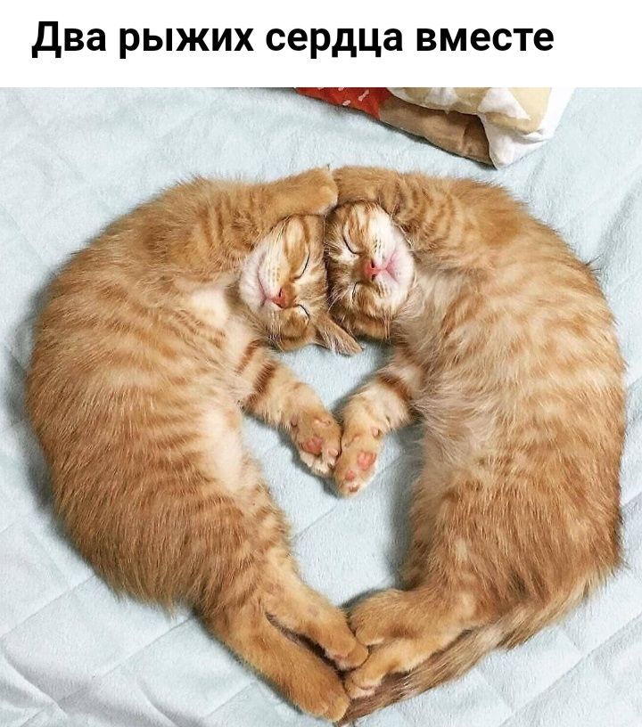 два рыжих сердца вместе