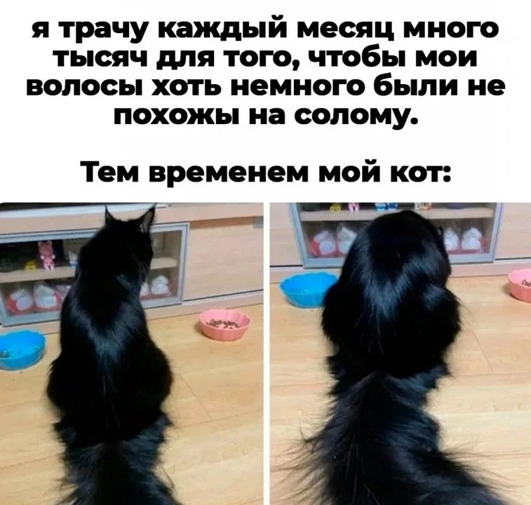 я трачу каждый месяц много ТЫСЯЧ для ТОГО ЧТОБЫ МОИ волосы хоть немного были не похожы на солому Тем временем мой кот
