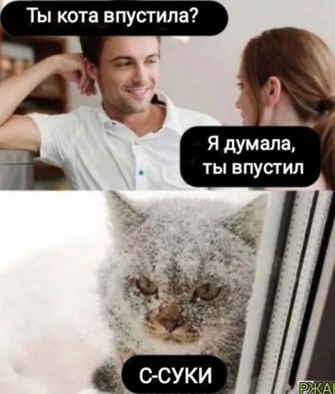 Ты кота впустила Я думала ты впустил