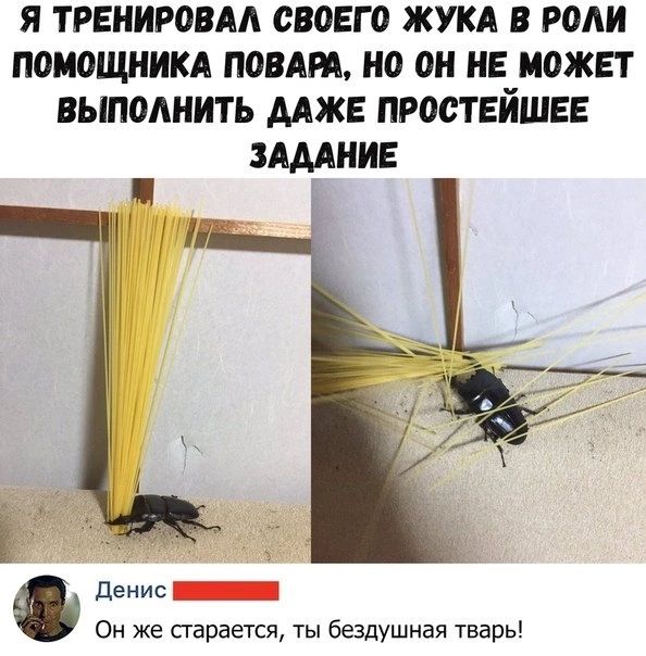 Я ТРЕНИРОВАА СВОЕГО ЖУКА В РОАИ ПОМОЩНИКА П08АРА но ОН НЕ МОЖЕТ ВЫПОАНИТЪ ДАЖЕ ПРОСТЕЙШЕЕ ЗАМНИЕ денис _ Он же старается ты бездушиая тавры