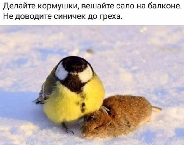 Делайте кормушки вешайте сало на балконе Не доводите синичек до греха