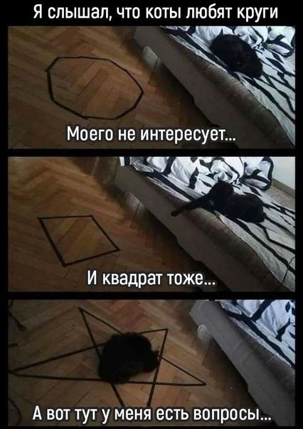 Я слышал что коты любят круги Моего не интересует И квадрат тоже А вот тут уЪеняЁЗбпросы
