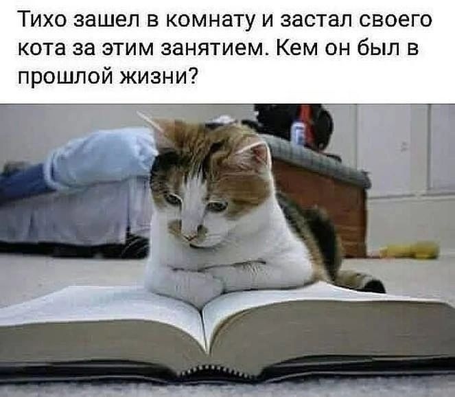 ТИХО зашел Е комнату И застал своего кота за этим занятием Кем он был в прошлой жизни _ щщьцъп