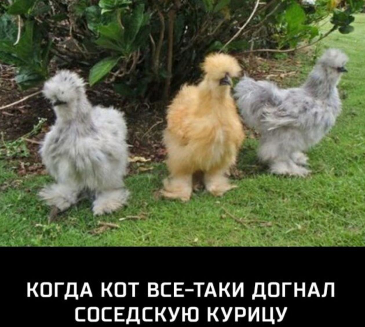 КПГДА КОТ ВСЕ ТАКИ ДОГНАЛ СПЕЕДСКУЮ КУРИЦУ