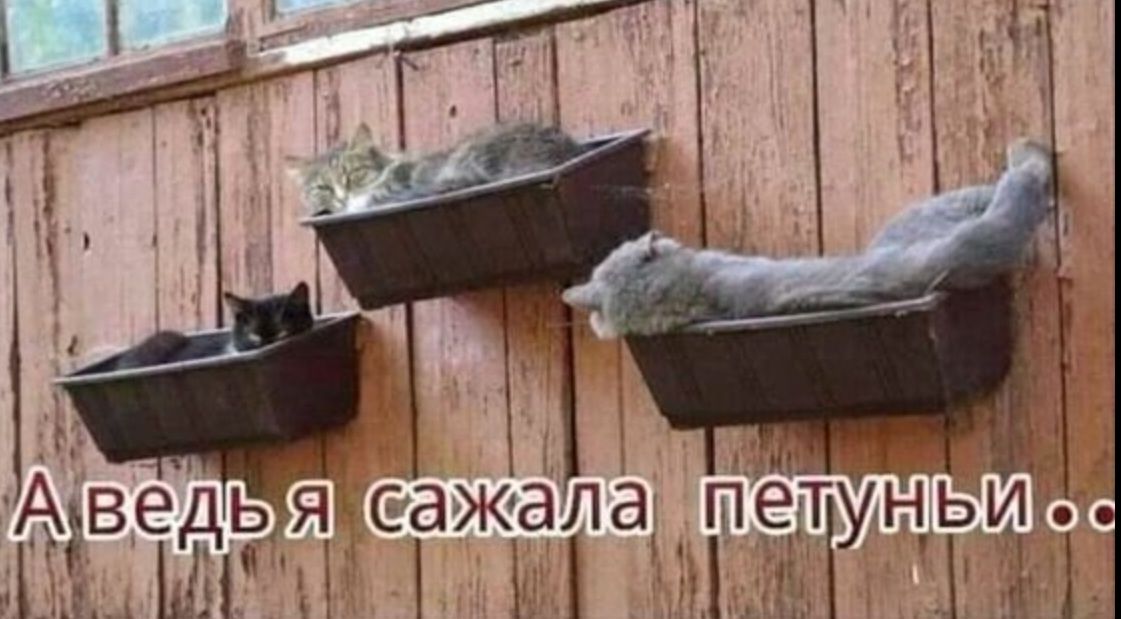 А ведь я сажала петушгиц Ш1і