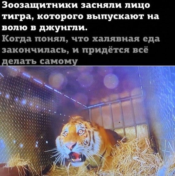 Зоозщитиики засияли лицо тигра которого выпускают на волю в джунгли Когда понял что халявная еда закончилась и придётся всё