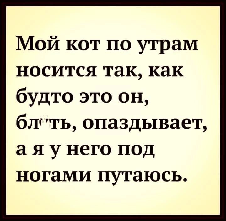 Мой кот по утрам носится так как будто это он блть опаздывает а я у него под ногами путаюсь