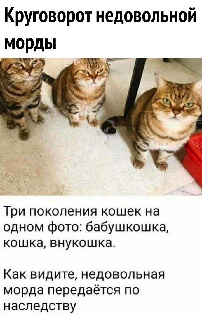 Круговорот недовольной морды Три поколения кошек на одном фото бабушкошка кошка внукошка Как видите недовольная морда передаётся по наследству