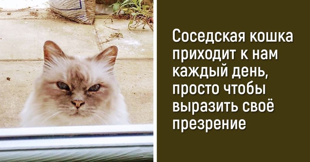 Соседская кошка приходит к нам каждый день просто чтобы выразить своё презрение