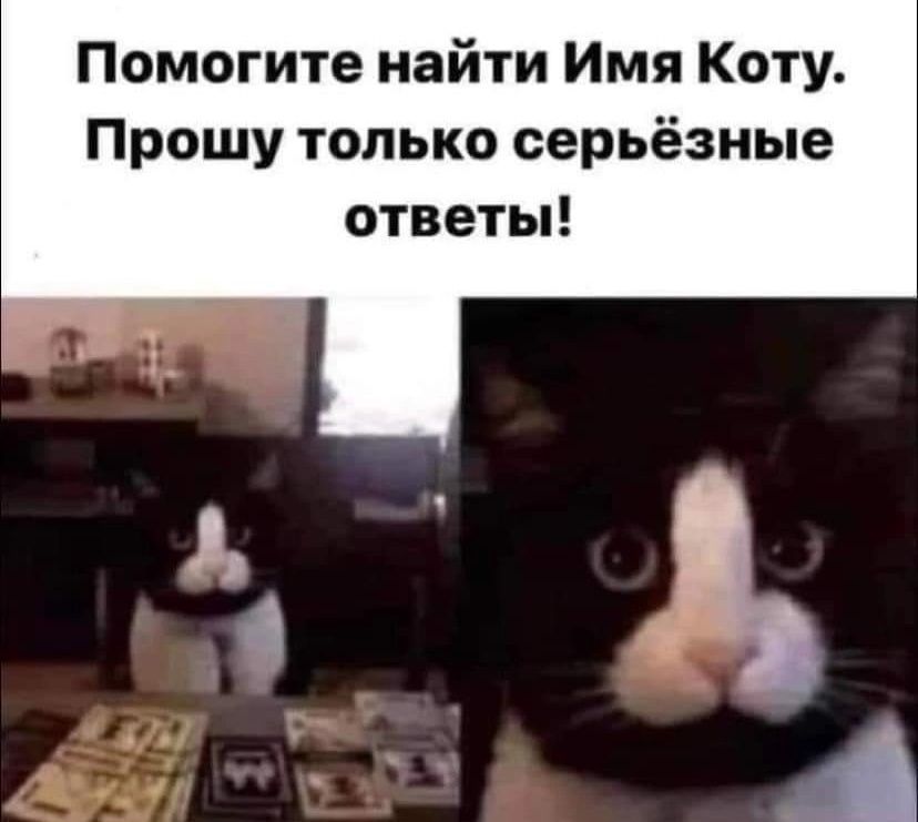 Помогите найти Имя Коту Прошу только серьёзные ответы