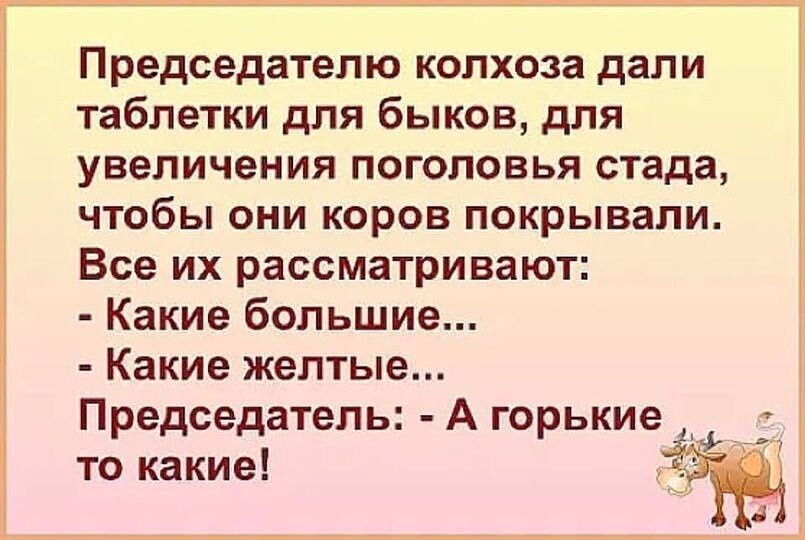 Председателю колхоза дали таблетки для быков для увеличения поголовья стада чтобы они коров покрывали Все их рассматривают Какие большие Какие желтые Председатель А горькие то какие