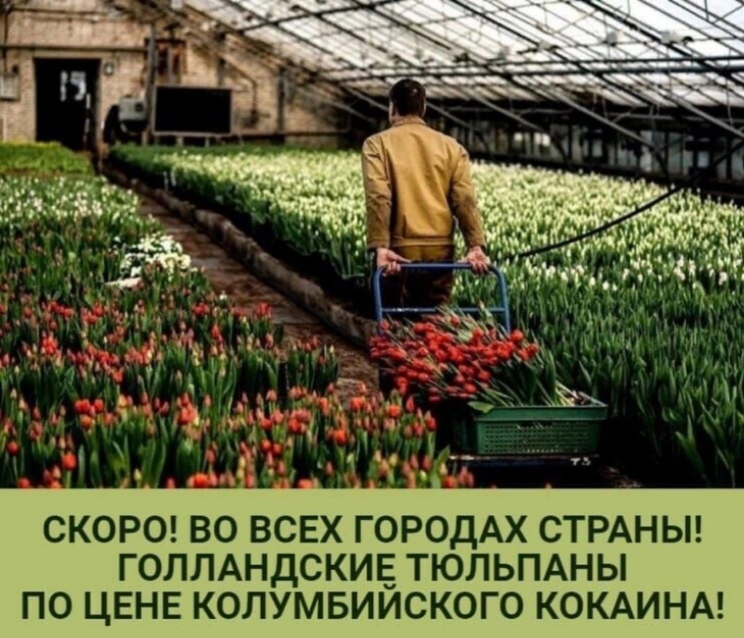 СКОРО ВО ВСЕХ ГОРОДАХ СТРАНЫ ГОППАНДСКИЕ ТЮПЬПАНЫ ПО ЦЕНЕ КОЛУМБИИСКОГО КОКАИНА