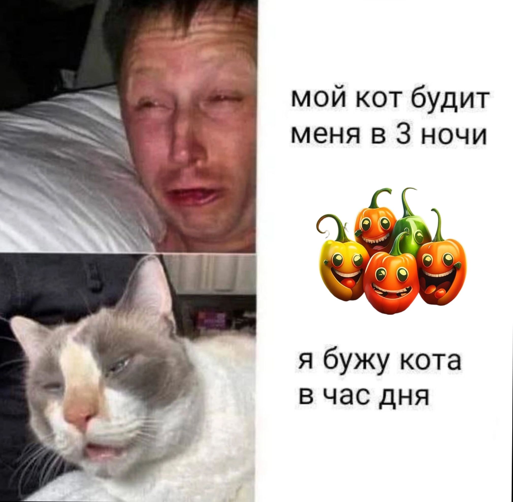 мой кот будит меня в 3 ночи я бужу кота в час дня