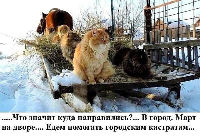 ч значш куда направил сь в шрод Мари на дворе Едем помогать городским кастрации