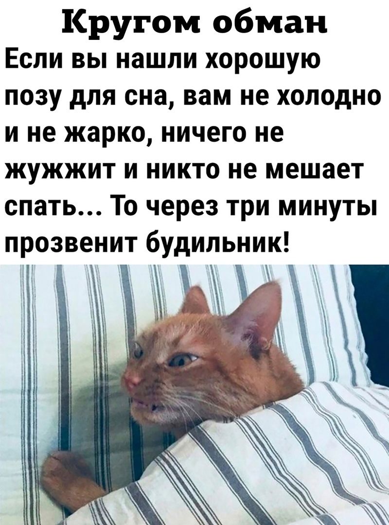 Кругом обман Если вы нашли хорошую ПОЗУ дЛЯ сна вам не холодно и не жарко ничего не жужжит и никто не мешает спать То через три минуты прозвенит будильник 3