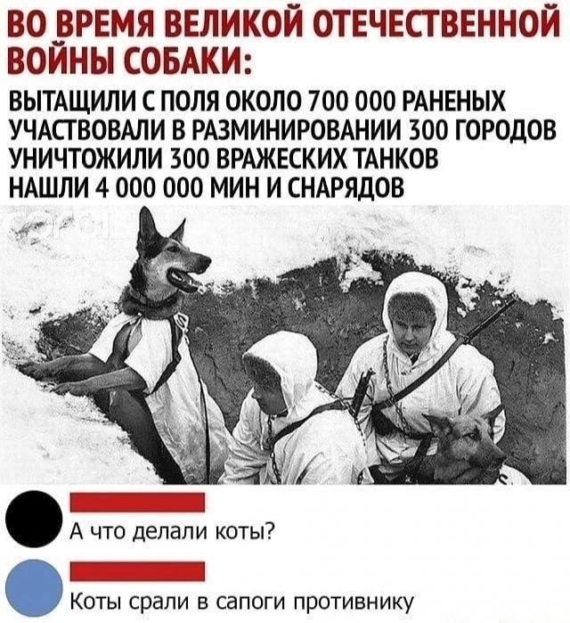 ВО _ВРЕМЯ ВЕЛИКОЙ ОТЕЧЕСТВЕННОЙ ВОИНЫ СОБАКИ ВЫТАЩИЛИ С ПОЛЯ ОКОЛО 700 000 РАНЕНЫХ УЧАСГВОВАПИ В РАЗМИНИРОВАНИИ 300 ГОРОДОВ УНИЧТОЖИЛИ 300 ВРАЖЕСКИХ ТАНКОВ НАШЛИ 4 000 000 МИН И СНАРЯДОВ А что делали коты Коты срвпи в сапоги противнику