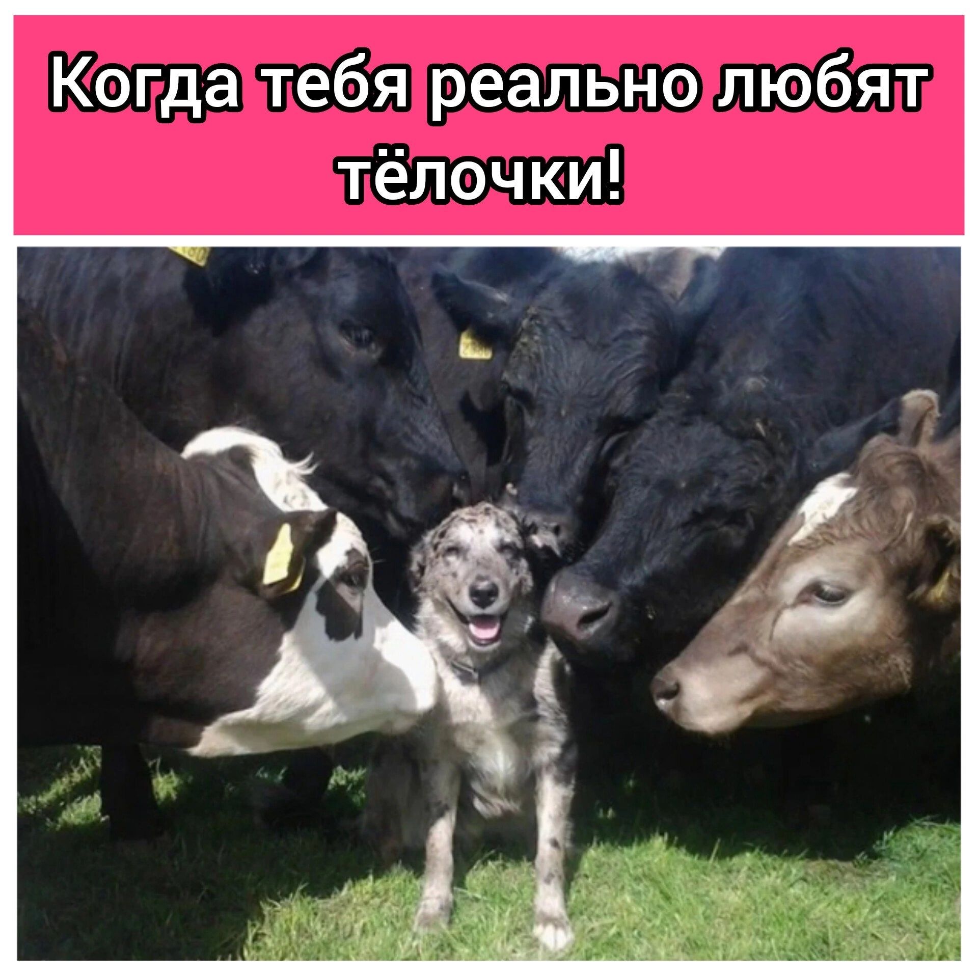 Когда тебя реально любят тёлочки