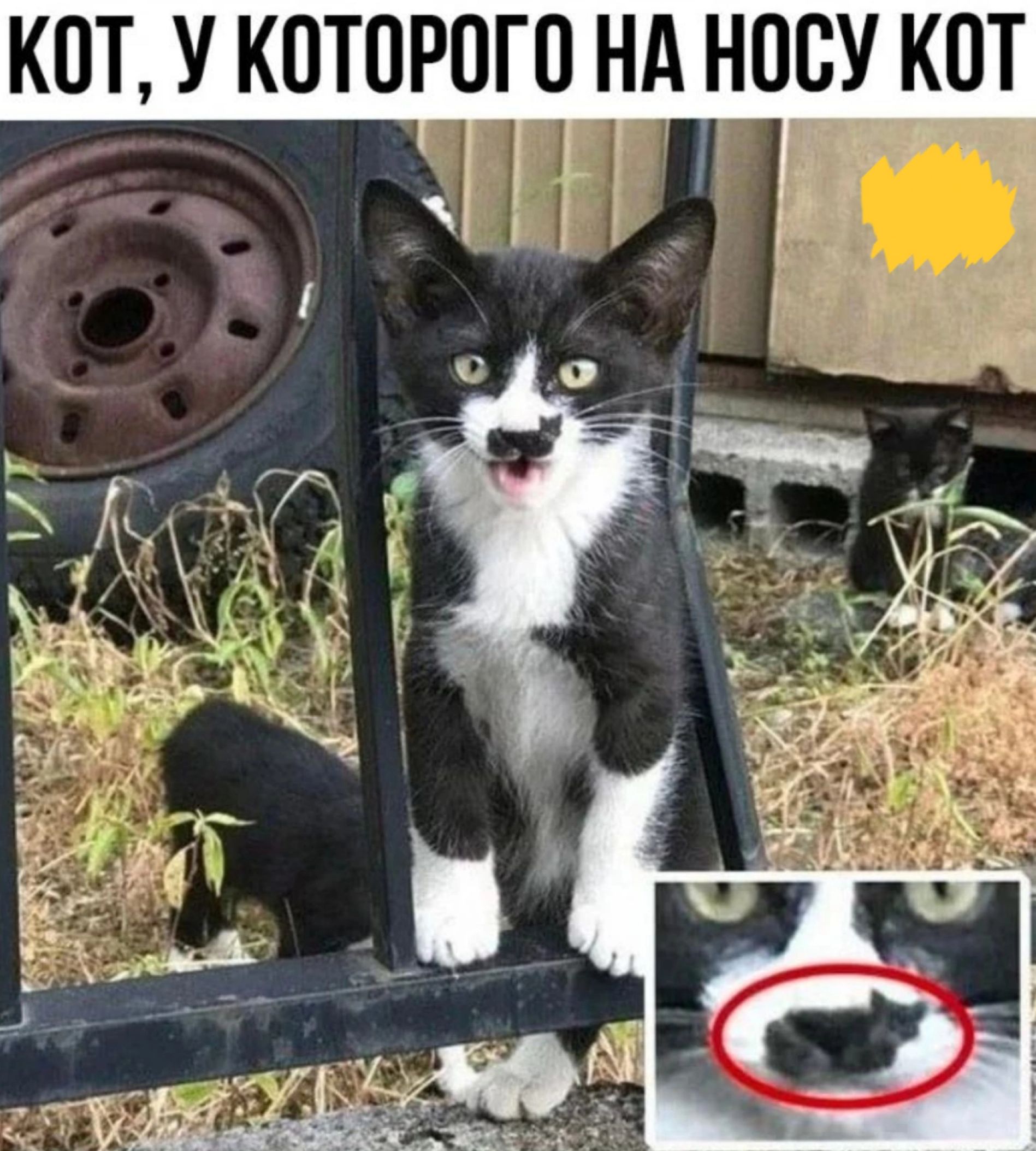 КОТ У КОТОРОГО НА НООУ КОТ