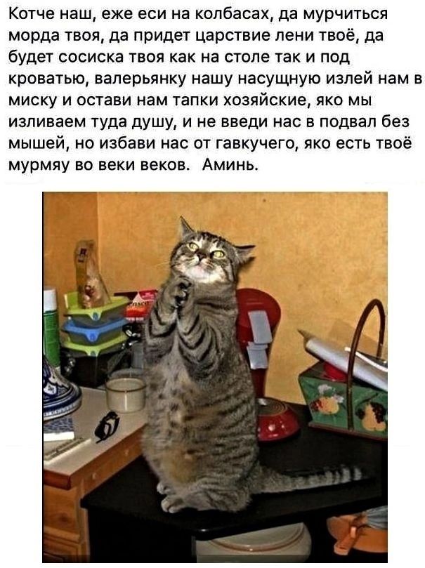 Котче наш еже еси на колбасах да мурчиться морда твоя да придег царствие пени твоё да будет СОСИСКЗ ТВОЯ как на СТОЛЕ ТЗК И ПОД кроватью ваперьянку нашу насущную изпей нам в МИСКУ И ОСТЗБИ ИБМ тапки ХОЗЯЙСКИВ ЯКО МЫ изпиваем чуда душу и не введи нас в подвал без мышей НО избави Нас ОТ гавкучего ПКО есть ТВОЁ мурмяу ВО веки веков АМИНЬ