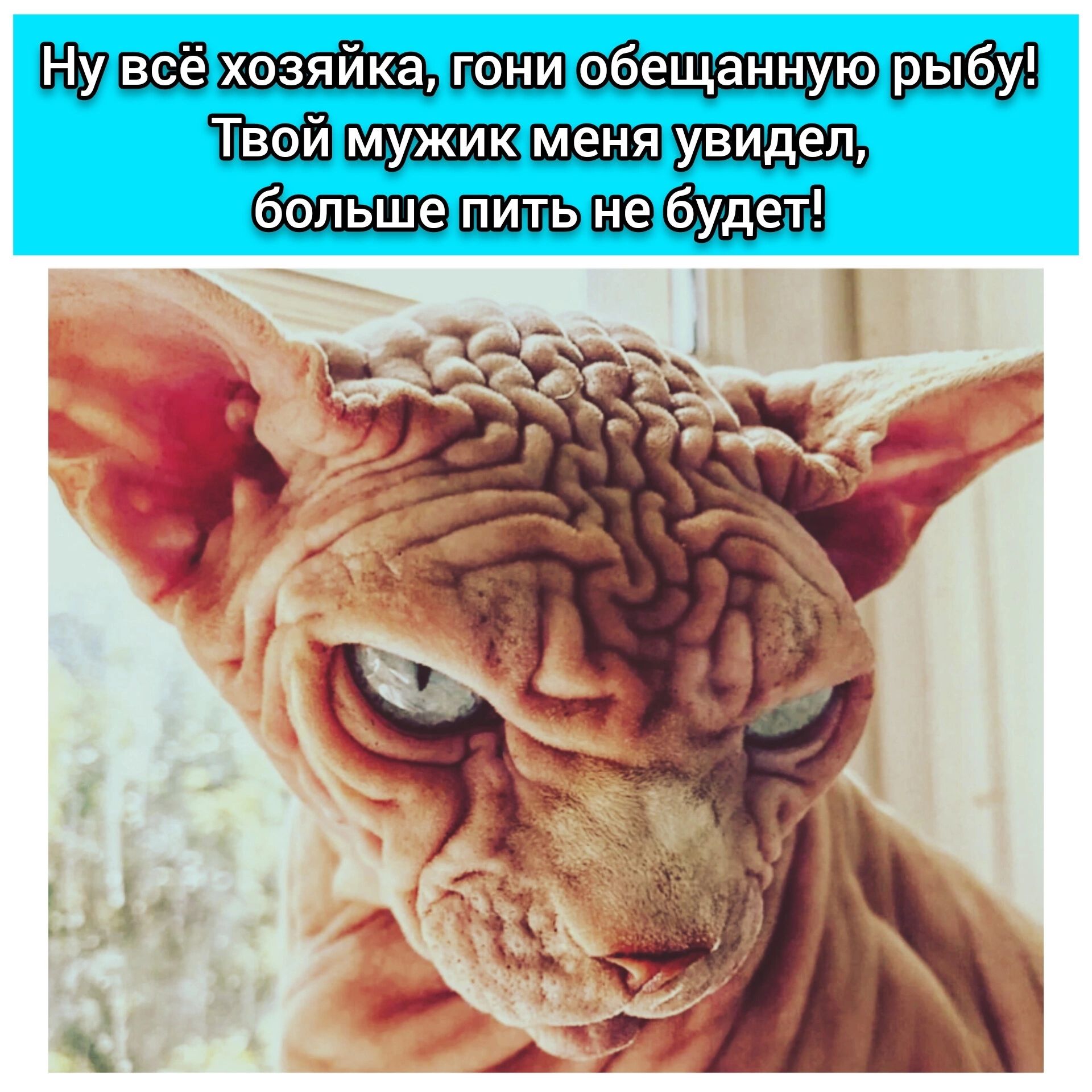 Ну всё хозяйка гони обещанную рыбу Твой мужик меня увидел больше пить не будеТ