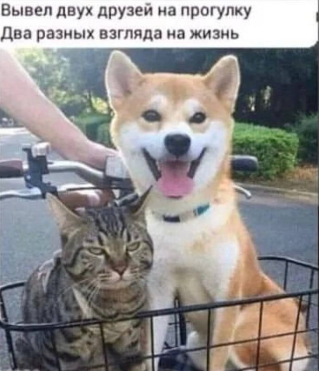 Вывел двух дру3ей на прогулку Два разных взгляда на ЖИЗНЬ