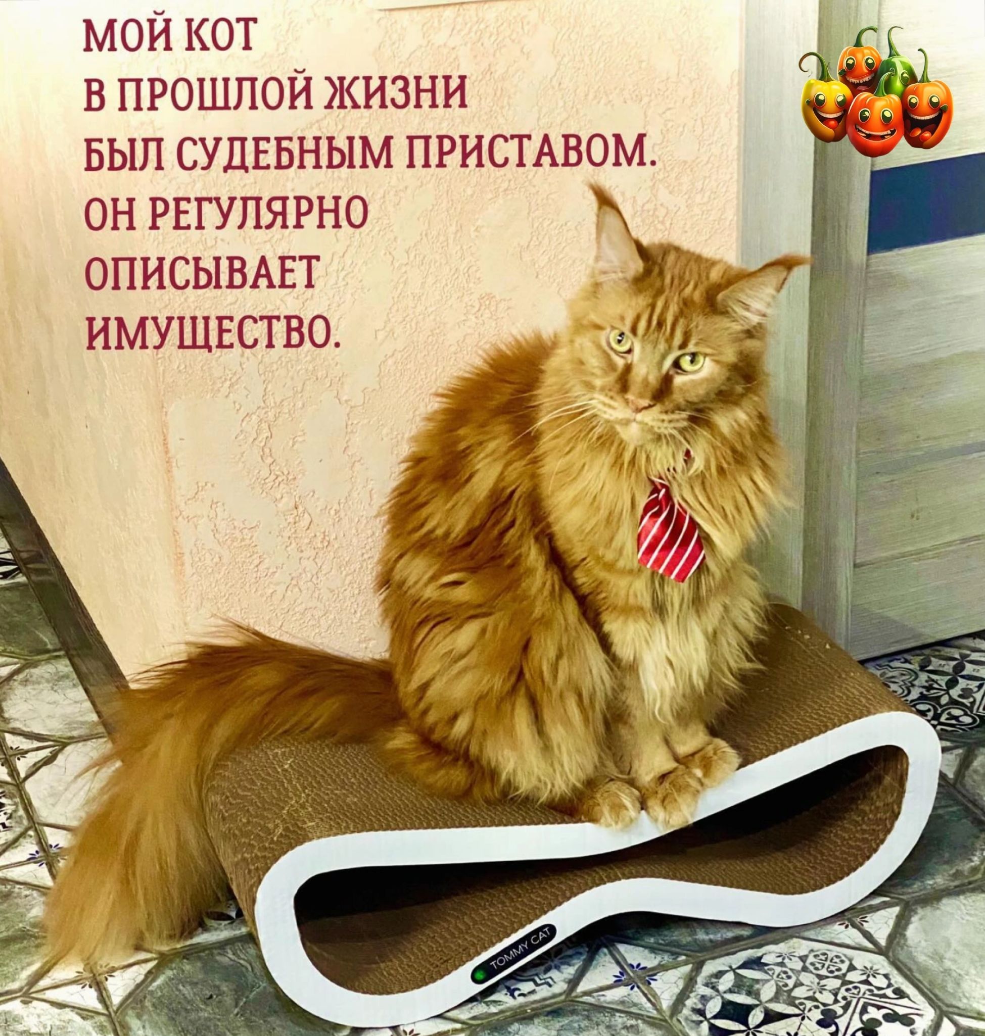 МОЙ КОТ В ПРОШПОЙ ЖИЗНИ БЫЛ СУДЕБНЫМ ПРИСТАВОМ ОН РЕГУЛЯРНО ОПИСЫВАЕТ ИМУЩЕСТВО