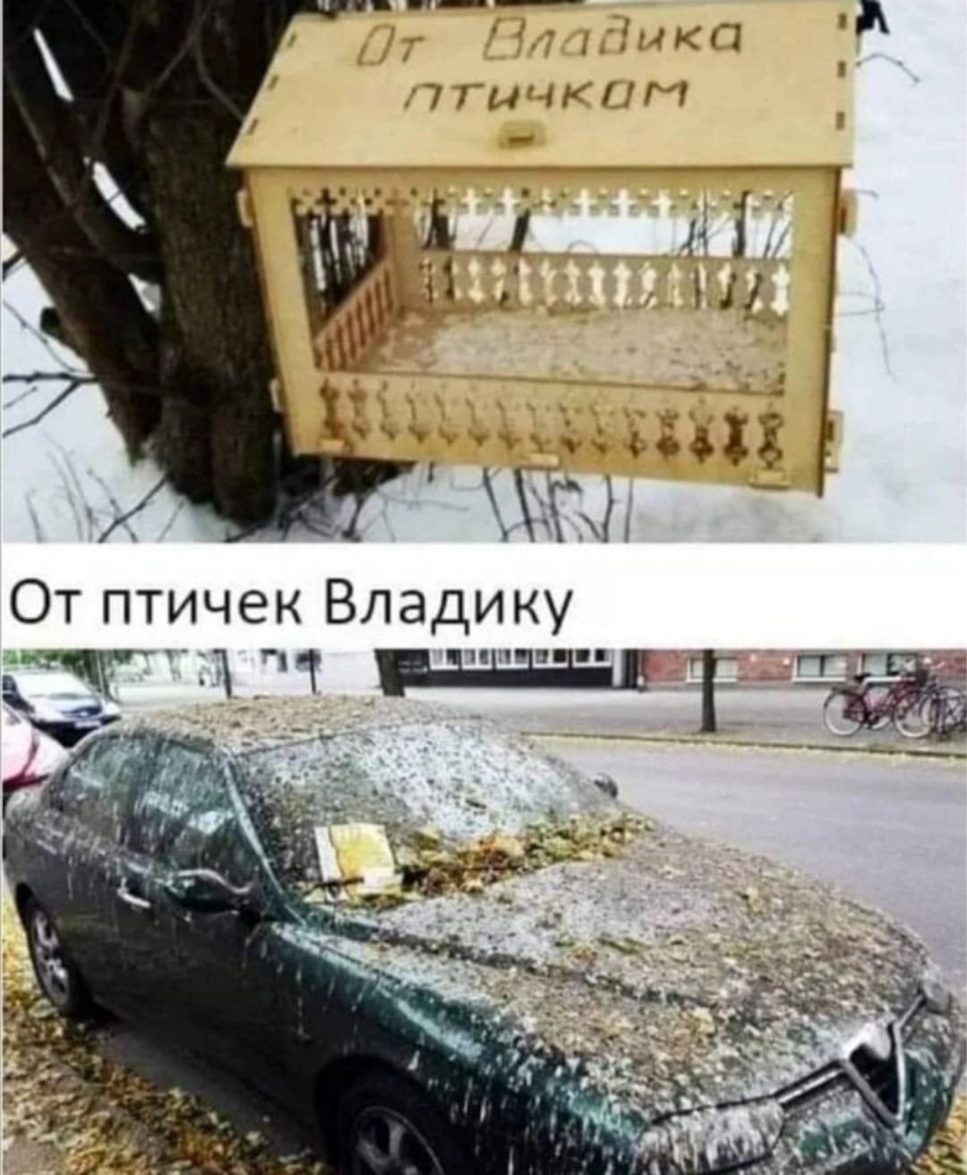 __ чу От птичек Владику 1