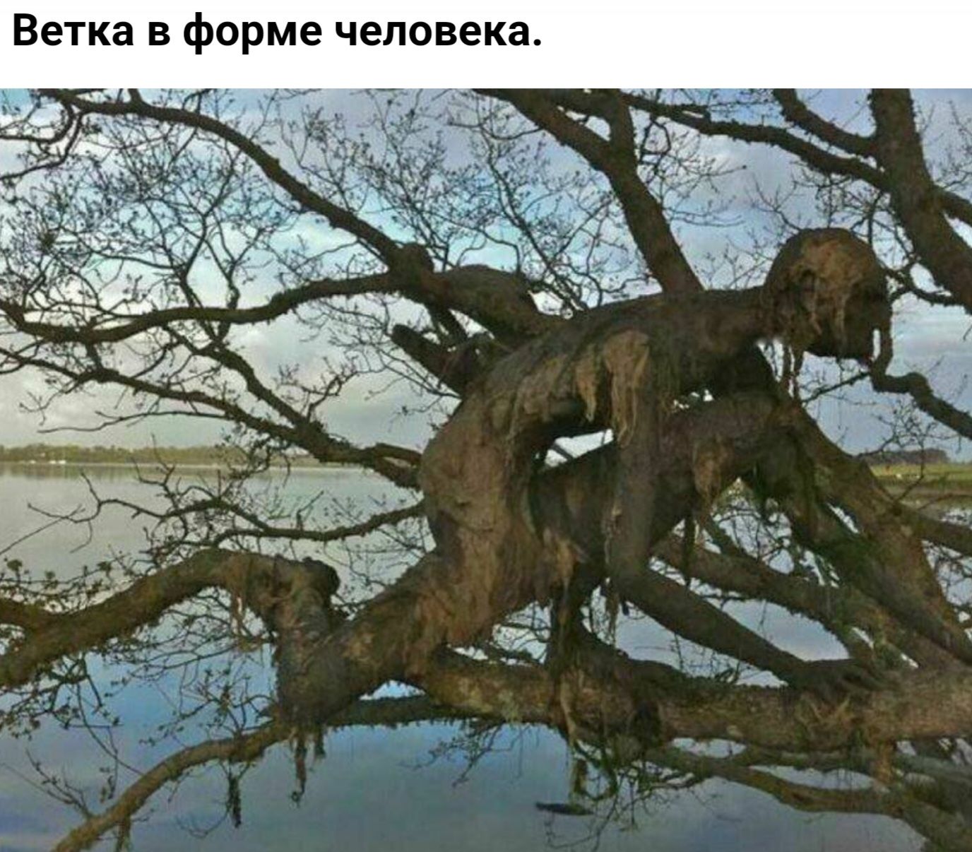 Ветка в форме человека