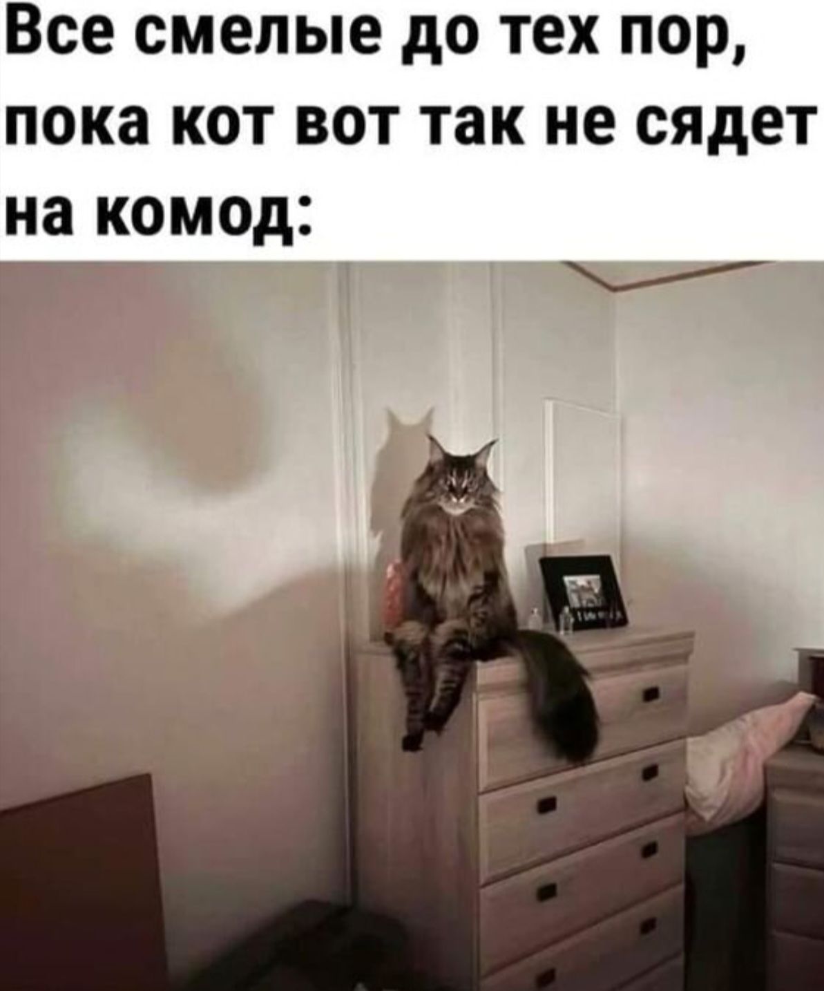 Все смелые до тех пор пока кот вот так не сядет на комод