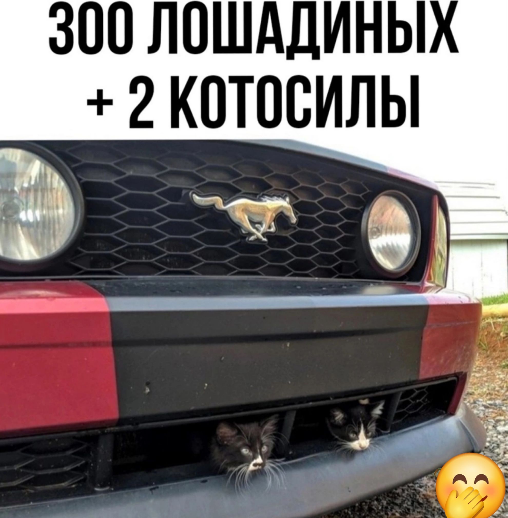 300 ЛОШАДИНЫ 2 КОТПСИЛЫ