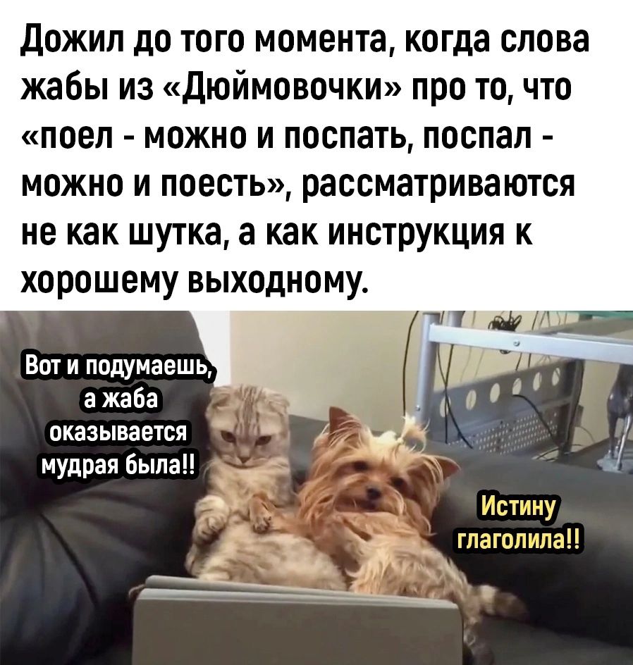 дожил до того момента когда слова жабы из дюймовочки про то что поел можно и поспать поспал можно и поесть рассматриваются не как шутка а как инструкция к хорошему выходному Вот и ппдумаешь а жаба оказывается мудрая Выдан