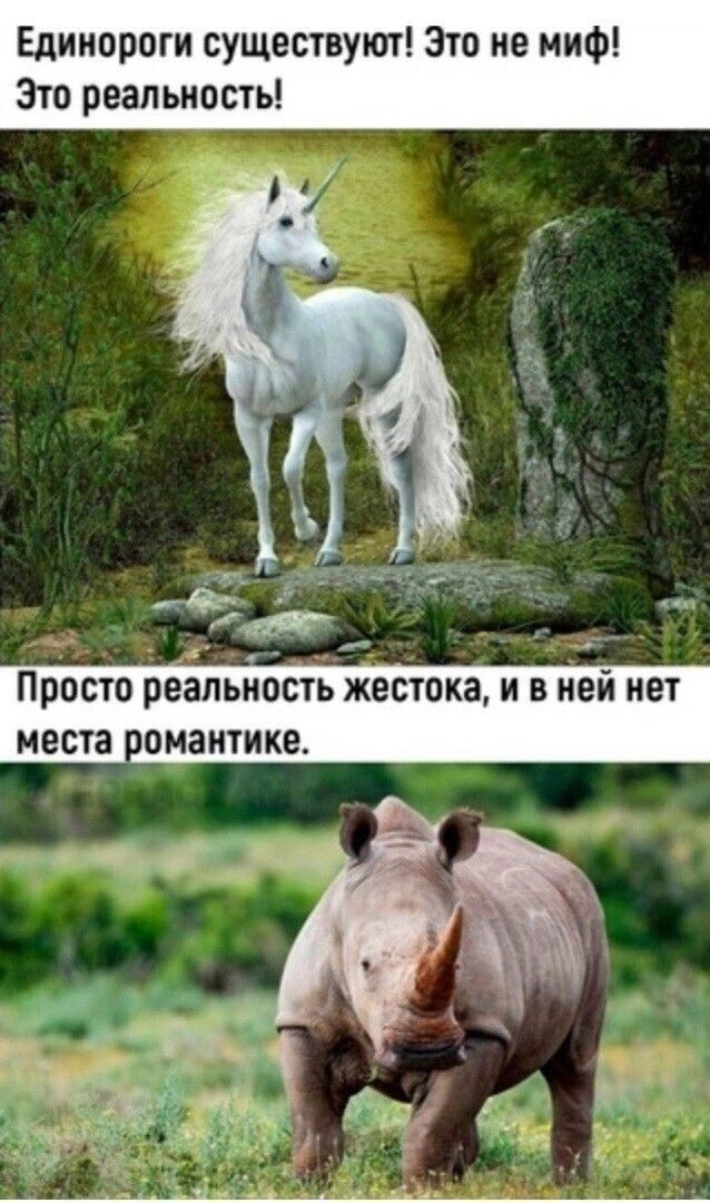 Единороги существуют Это не миф Зто реальность а Просто реальность жестока и в ней нет места понантике