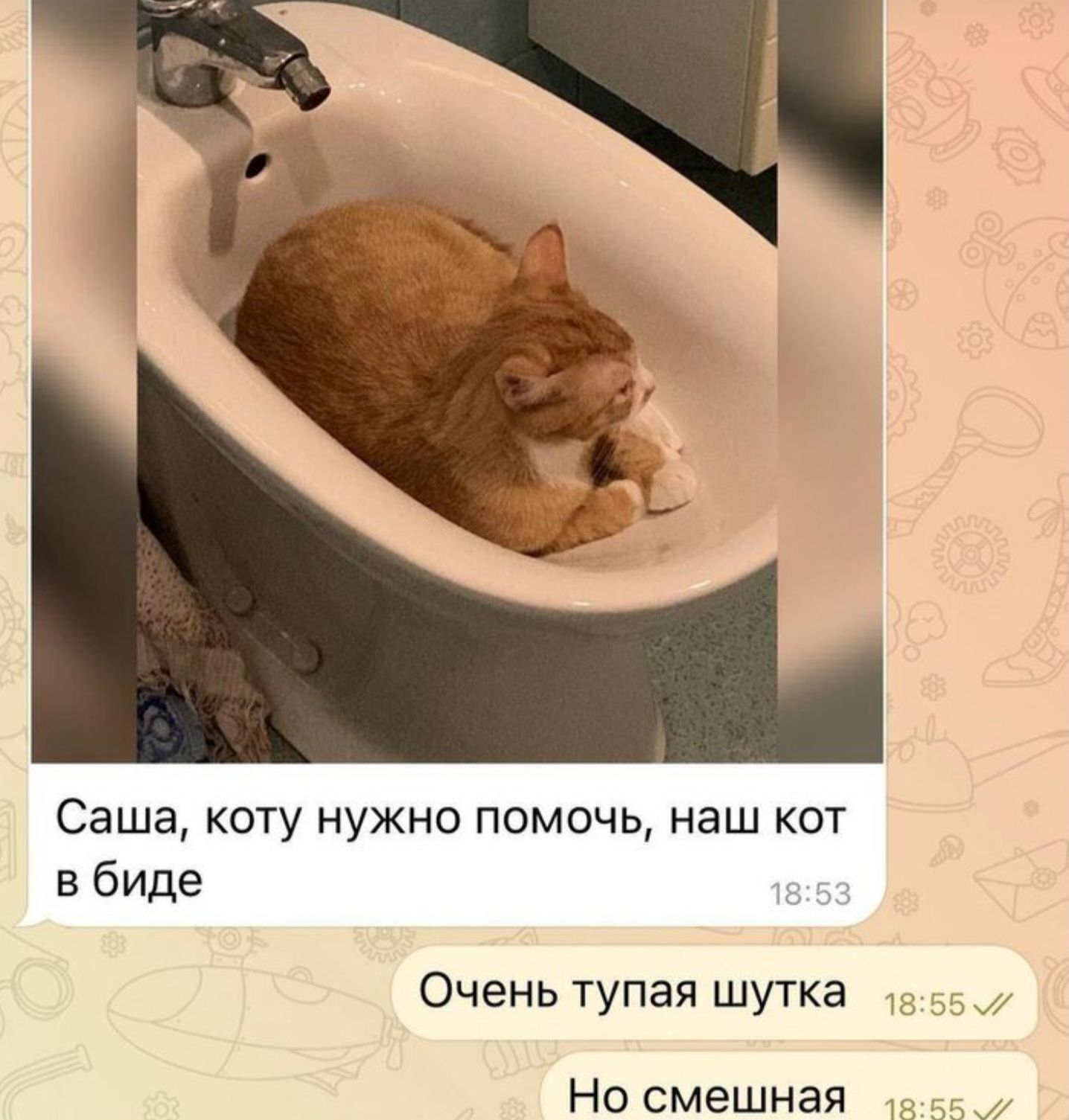 Саша коту нужно помочь наш кот в биде Очень тупая шутка Но смешная