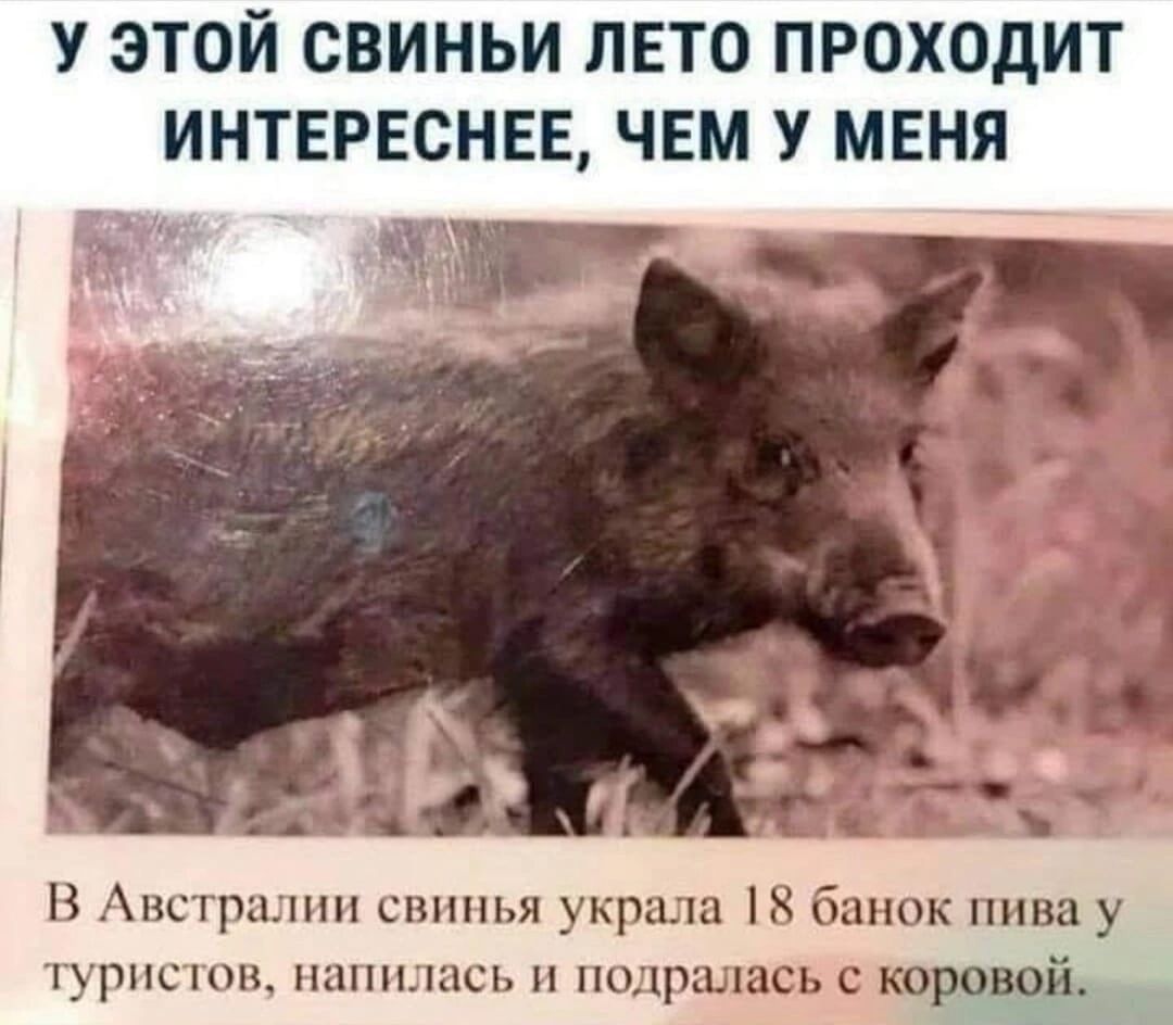 У ЭТОЙ СВИНЬИ ЛЕТО ПРОХОДИТ ИНТЕРЕСНЕЕ ЧЕМ У МЕНЯ 49 В днсцы шп сшшья укра К банок нива у щшсшп шпнынщ пщрцыпсь с коровей